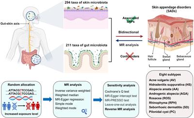 Causal roles of skin and gut microbiota in skin appendage disorders suggested by genetic study